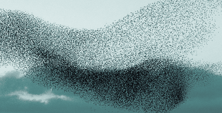 image starlings